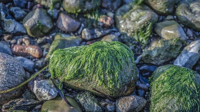 Eksperternes råd: Fejl du skal undgå ved algerens